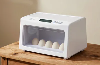 Inkubator do jaj — jak wybrać i używać krok po kroku